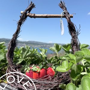 Spring basket